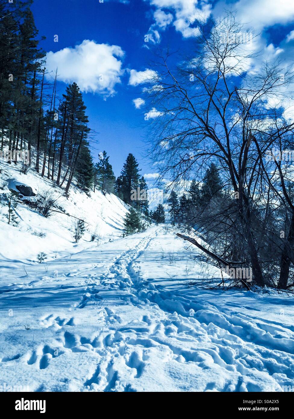 Winter trail, footsteps in the snow. - Smartphone Captured Stock Image