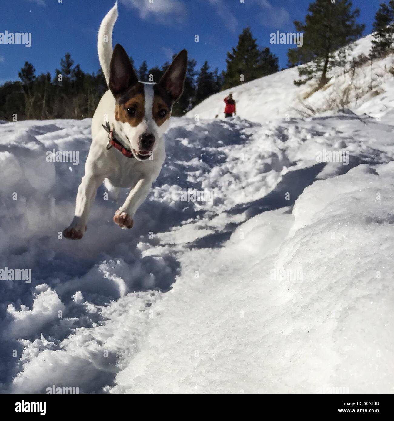 One happy dog flying through the snow towards the camera, as her human in the background is trying to keep up. - Smartphone Captured Stock Image