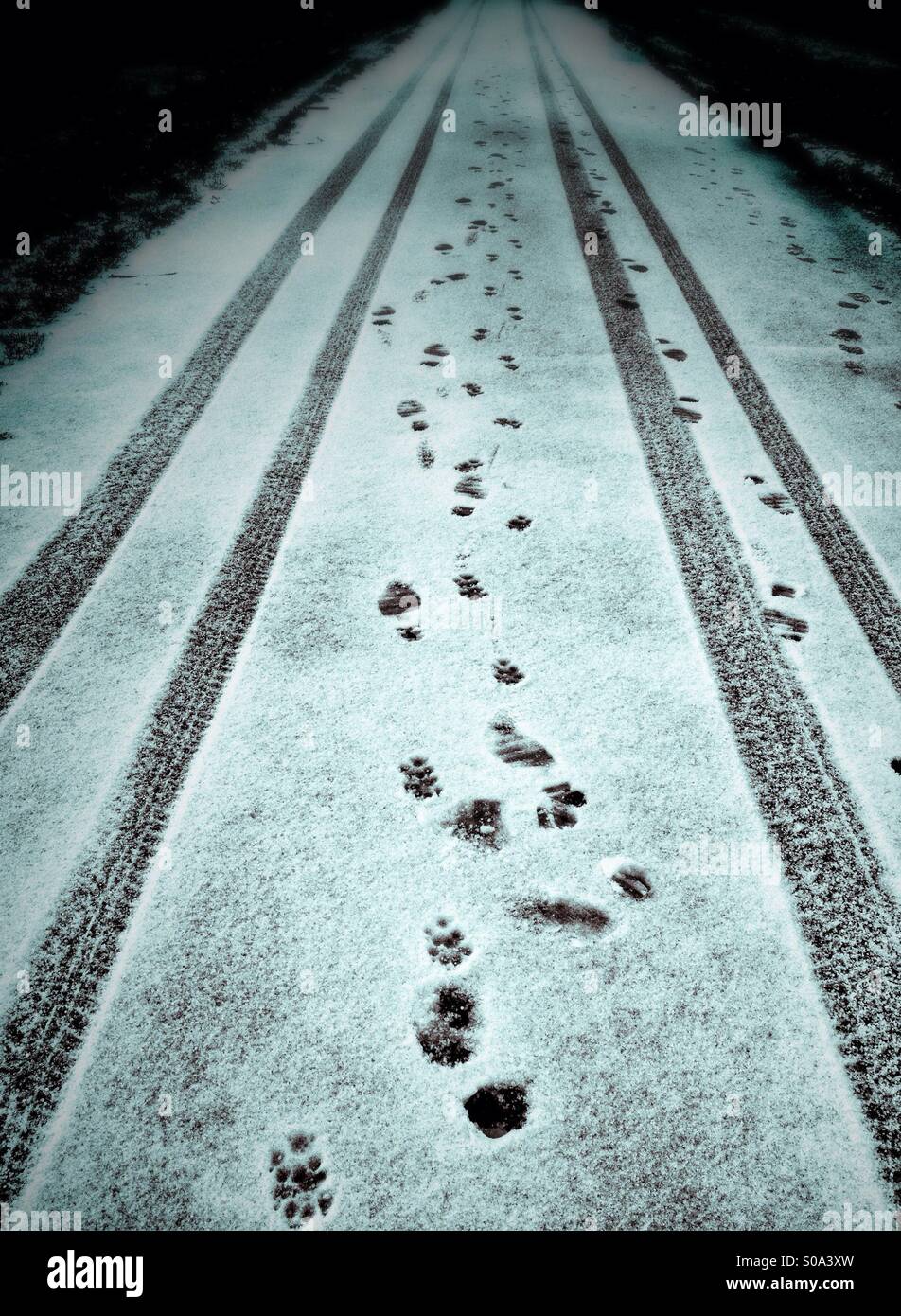 Footprint, paw prints and tyre tracks in snow Stock Photo