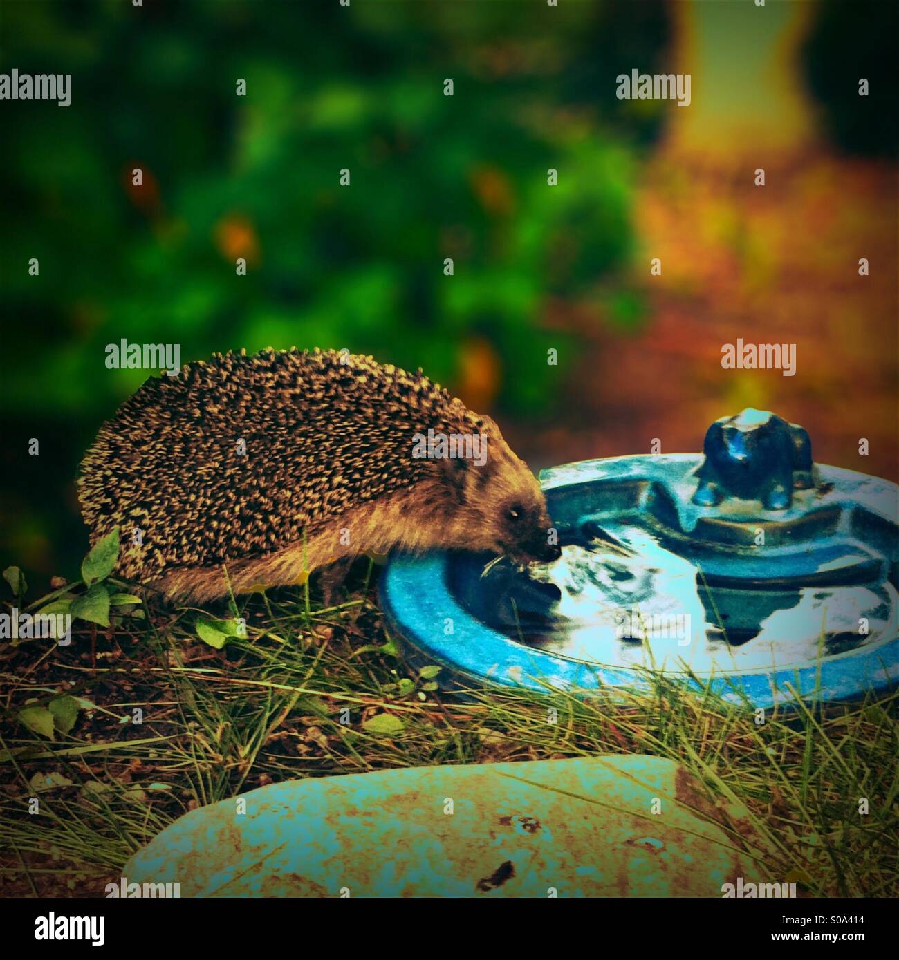 a small hedgehog drinking water Stock Photo Alamy