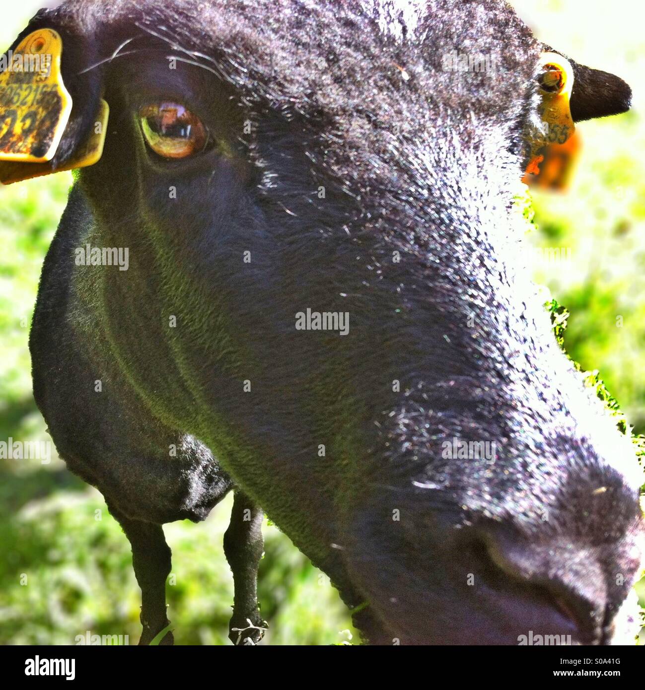 a black sheep in closeup Stock Photo