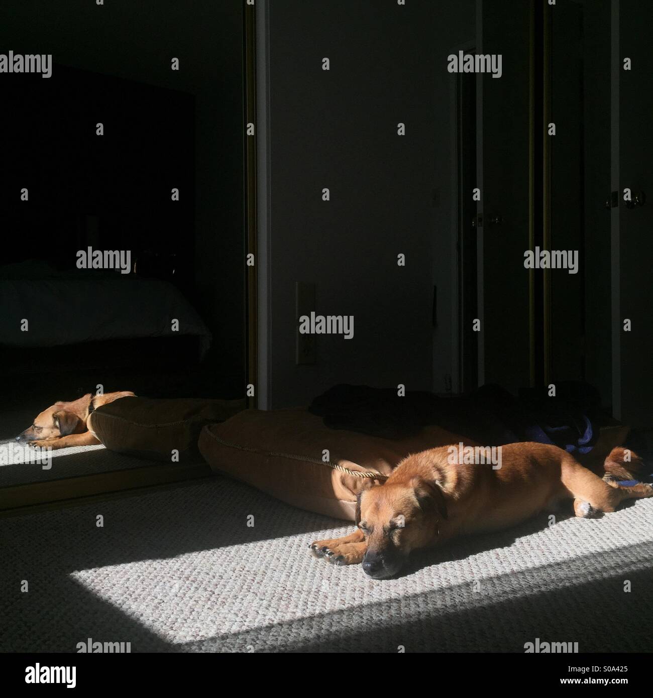 dog sleeping in the sun Stock Photo Alamy