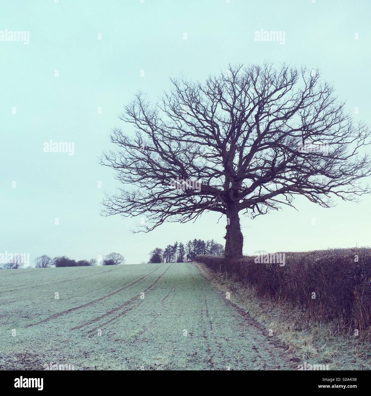 Cold old oak Stock Photo Alamy