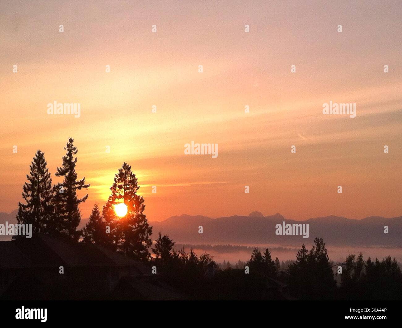 Warm sunrise through evergreens over north cascades in Washington state - Smartphone Captured Stock Image