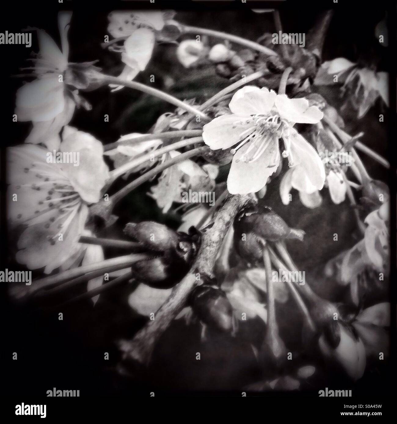 Cherry blossom in black in white - Smartphone Captured Stock Image
