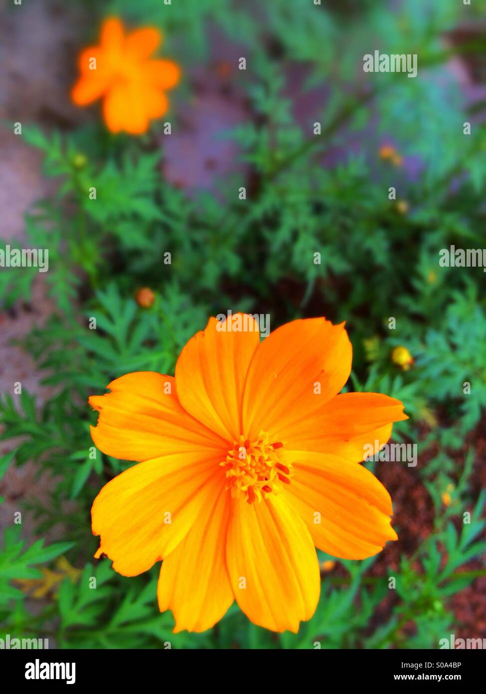 Orange cosmos flowers Stock Photo