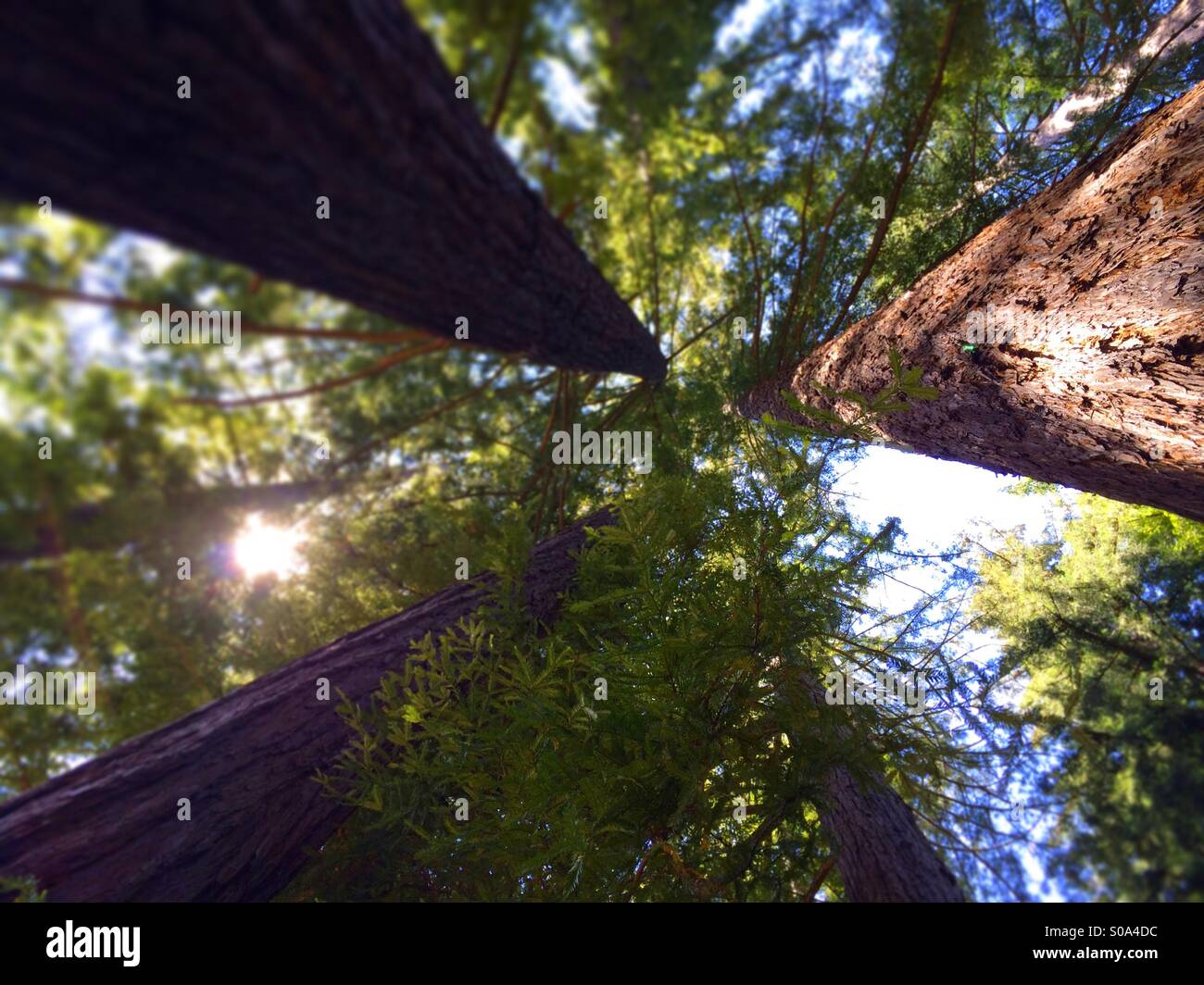 Looking up to the sky in a California Redwood tree forest. Santa Cruz County, California, USA - Smartphone Captured Stock Image