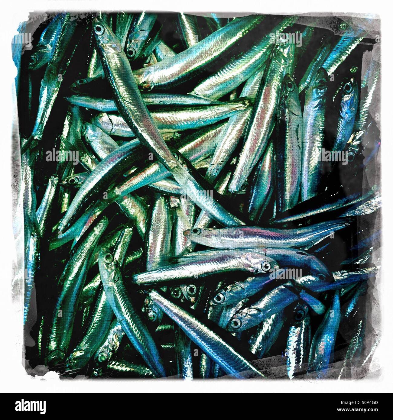 Bin of anchovies sardines little fishes for sale in fish market in Catania, Sicily - Smartphone Captured Stock Image