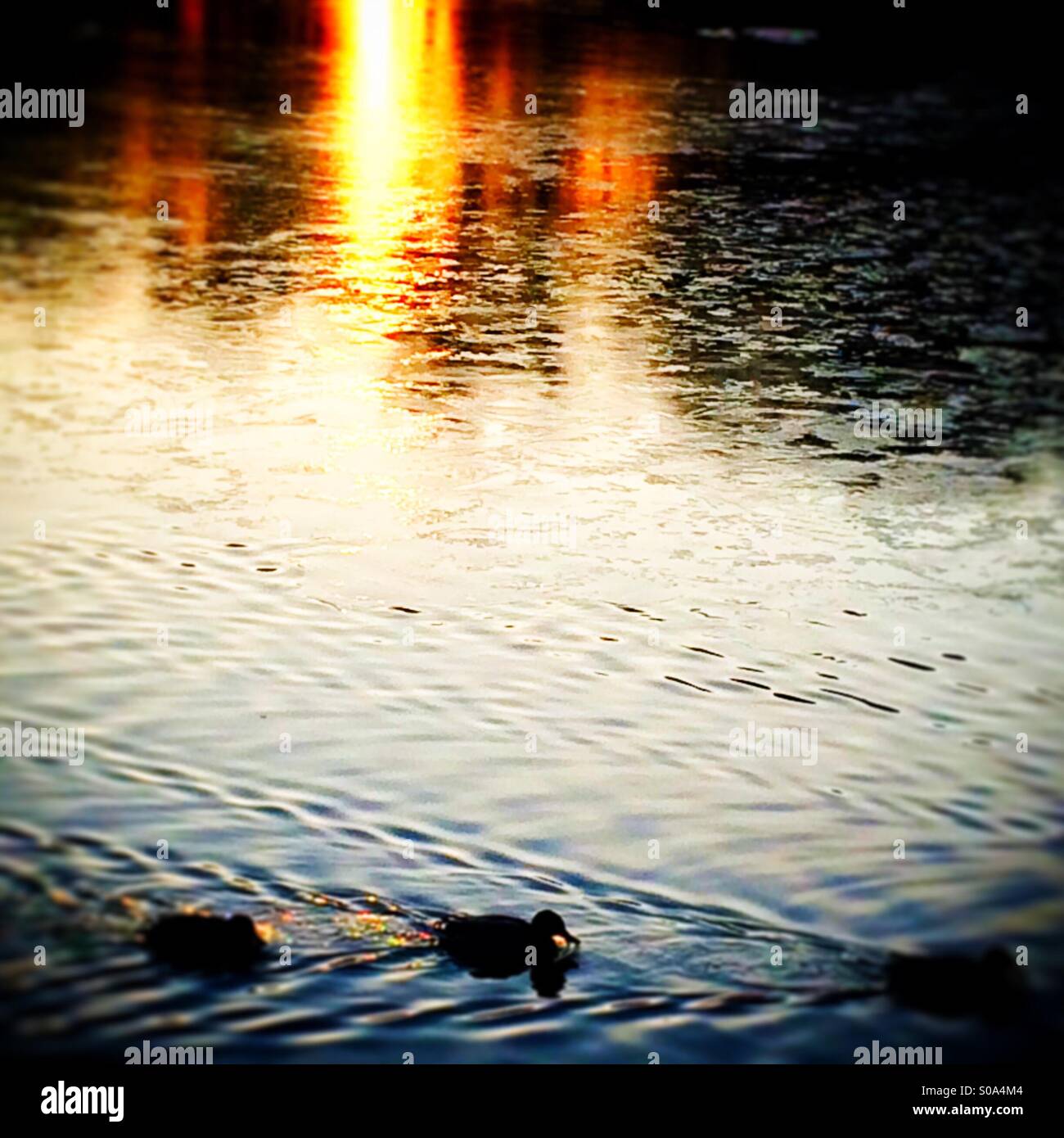 Winter sunset bird blur - Smartphone Captured Stock Image