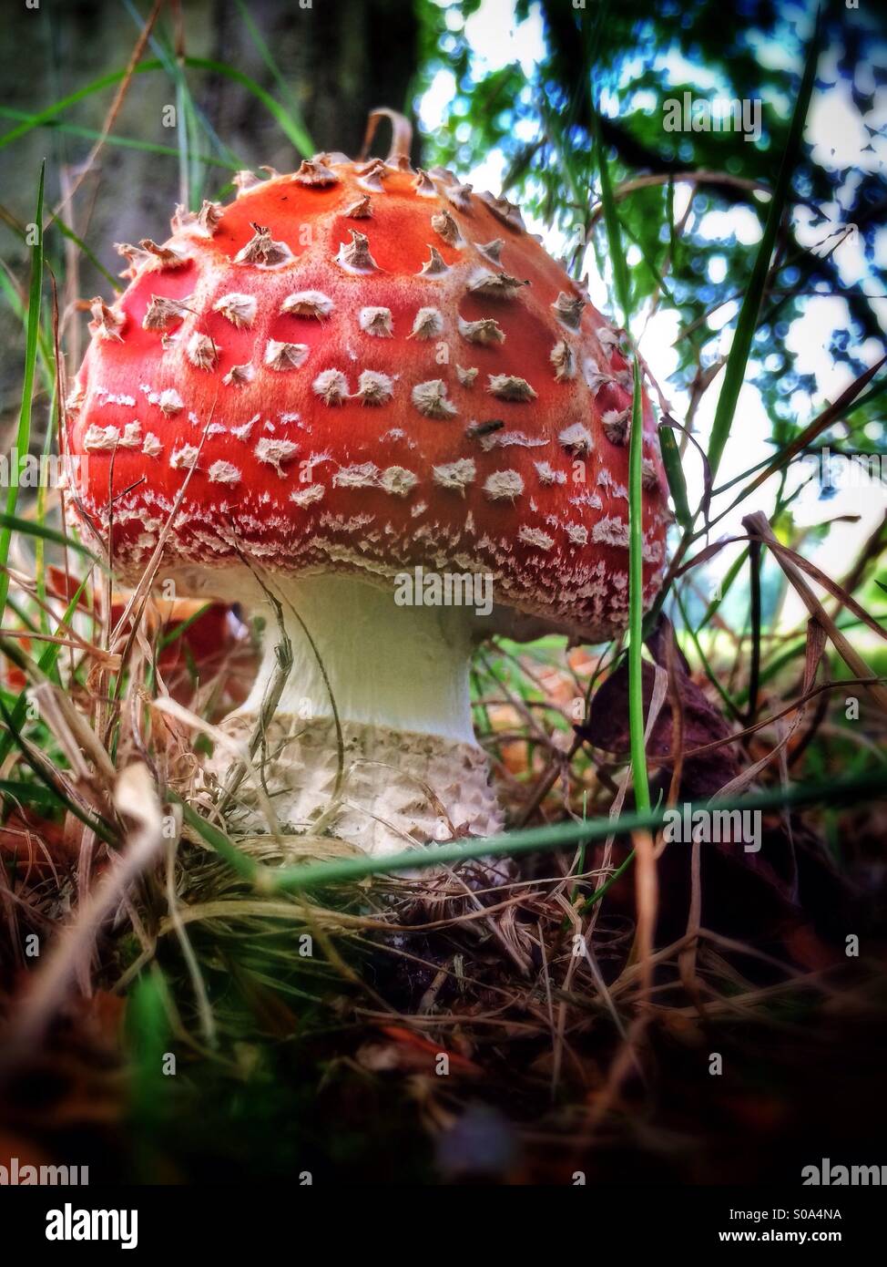 Amanita Muscaria, or Fly Agaric mushroom growing wild in a grassy field. With its red cap and white spots, this hallucinogenic mushroom is seen as the quintessential toadstool from fairy stories. Stock Photo