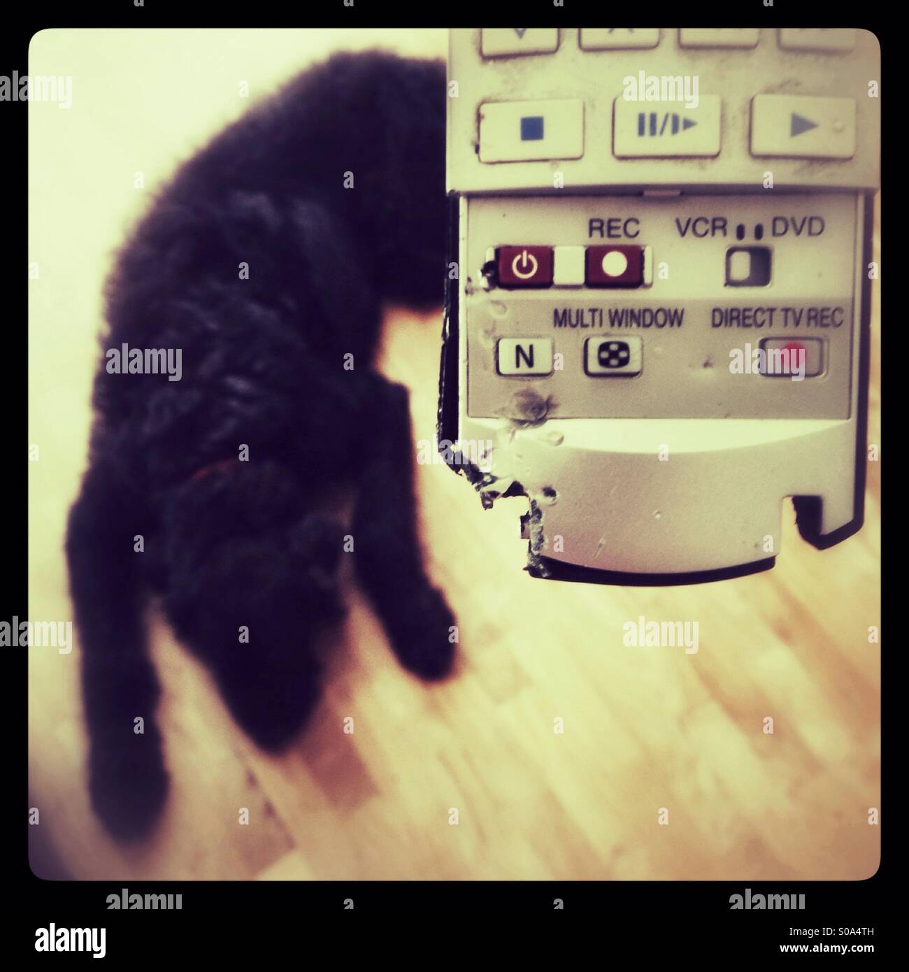 Chewed television remote control and puppy in the background Stock