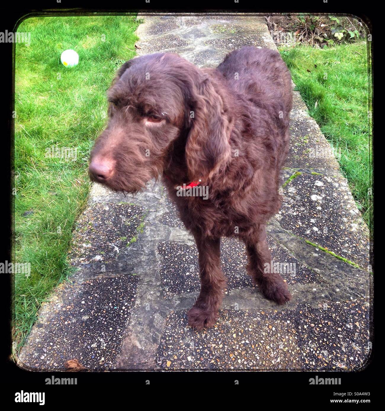 Six month old labradoodle puppy - Smartphone Captured Stock Image