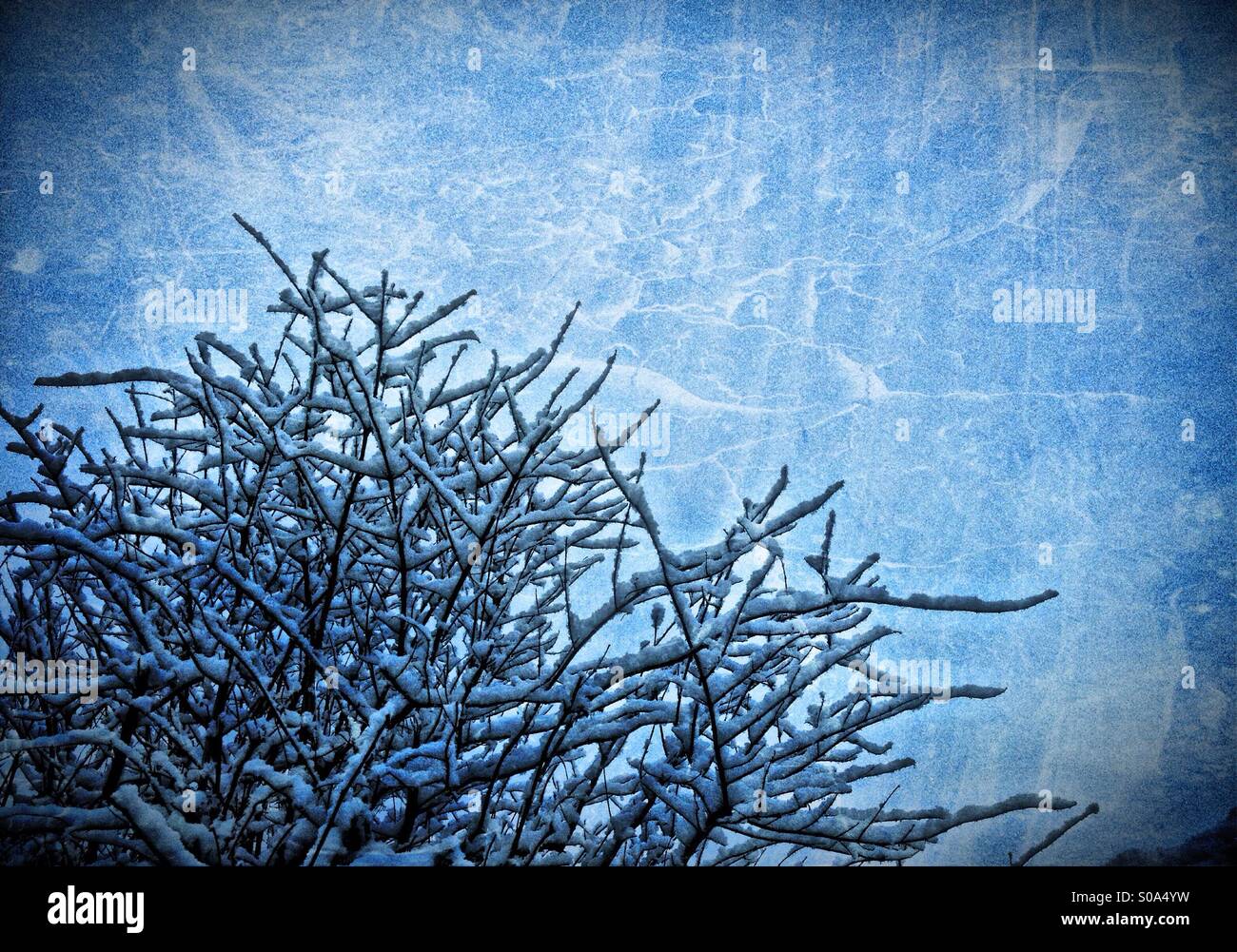 Snow on tree - Smartphone Captured Stock Image