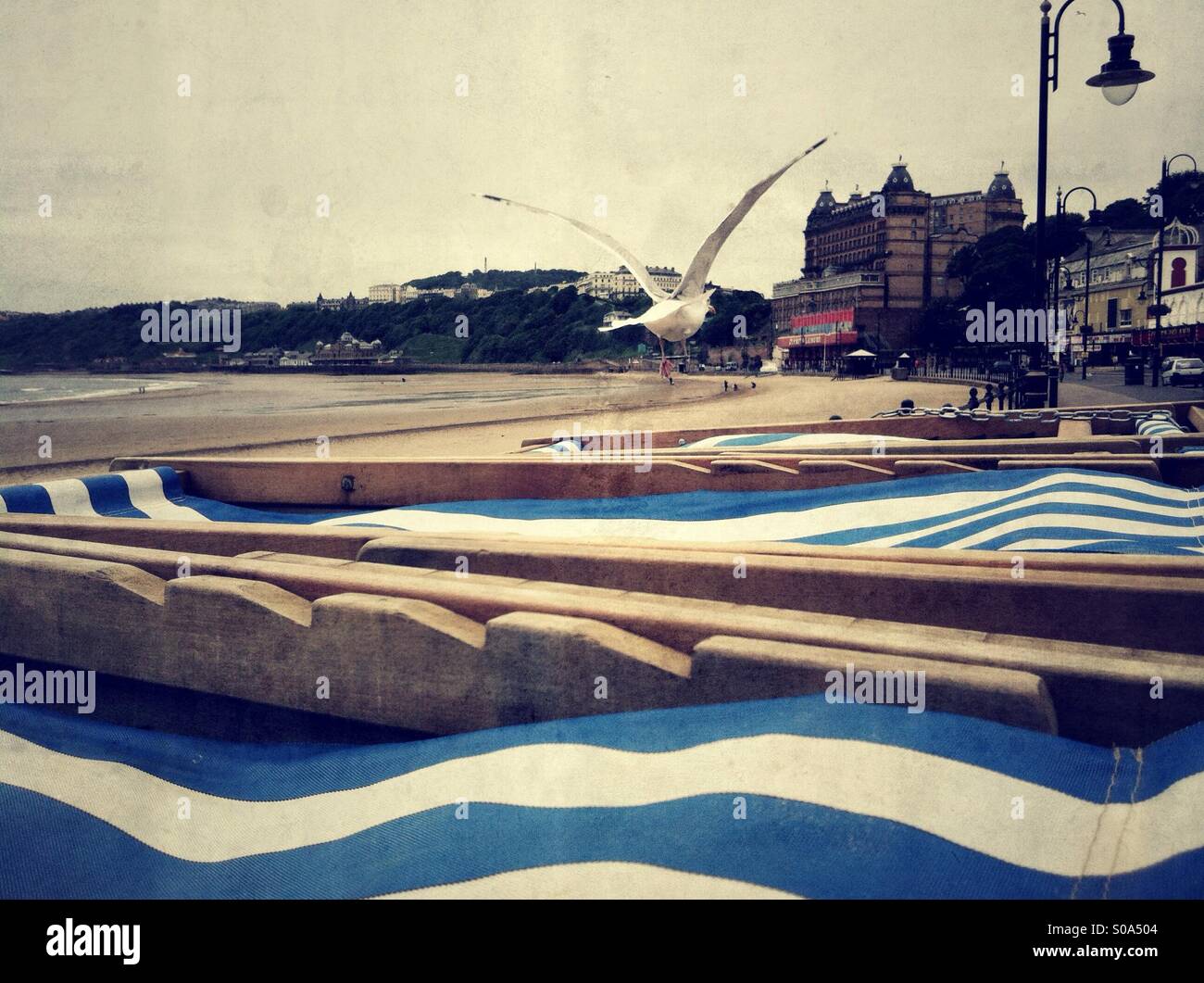 Seagull flying low over striped deck chairs on beach. - Smartphone Captured Stock Image