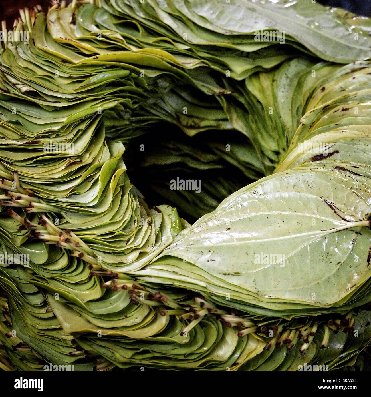 Jr Cheroot Cheroot hi-res stock photography and images - Alamy
