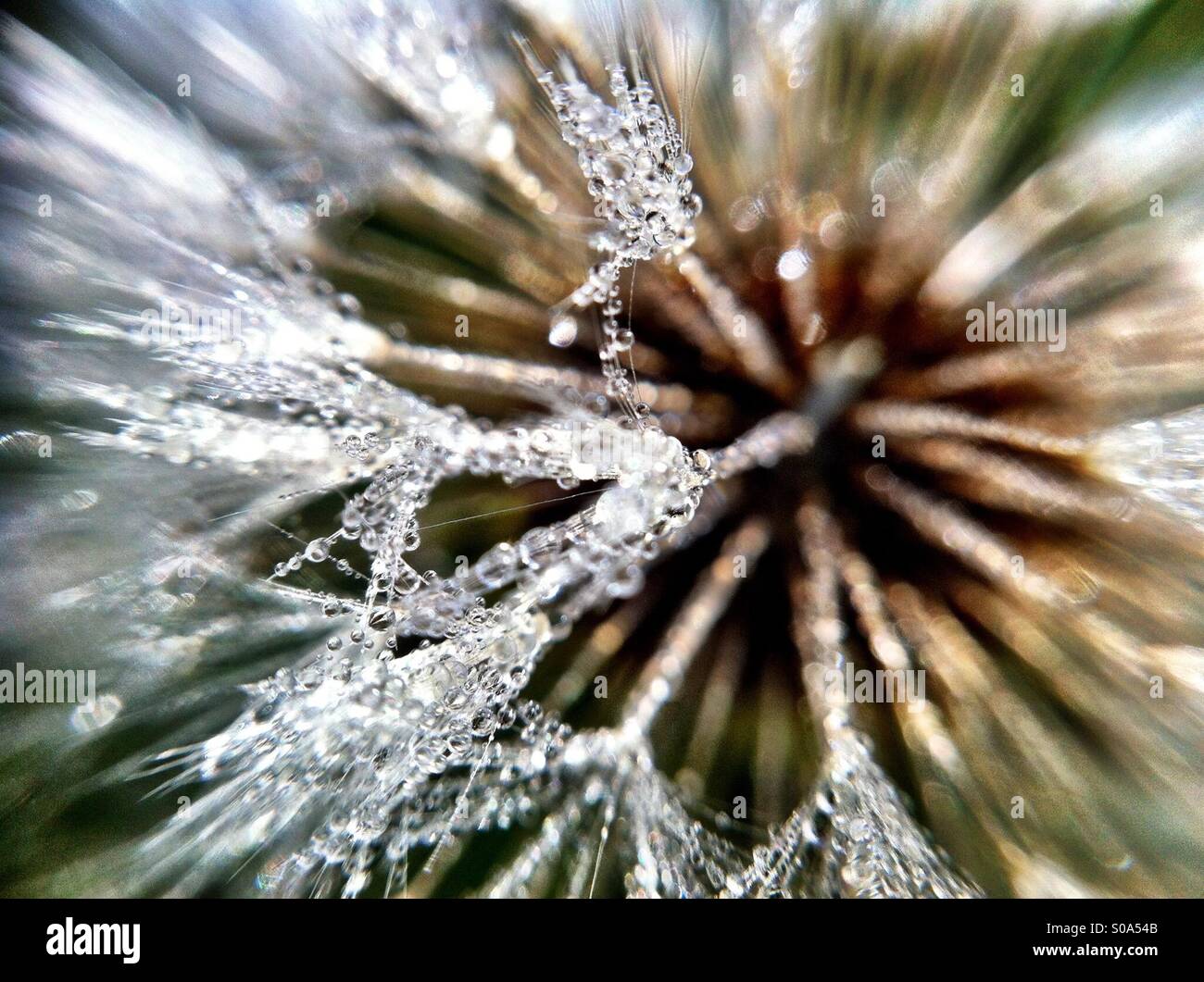 Macro_shot hi-res stock photography and images - Alamy