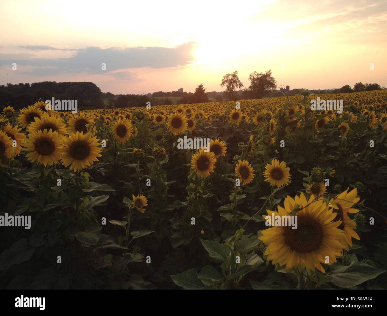 A field of sunflowers on a farm in New Jersey, USA Stock Photo Alamy