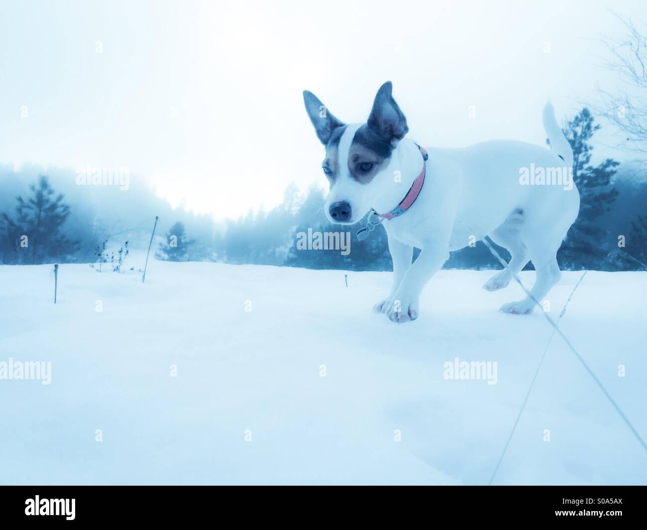 Dog walking on snow on hillside. Winter colours Stock Photo Alamy