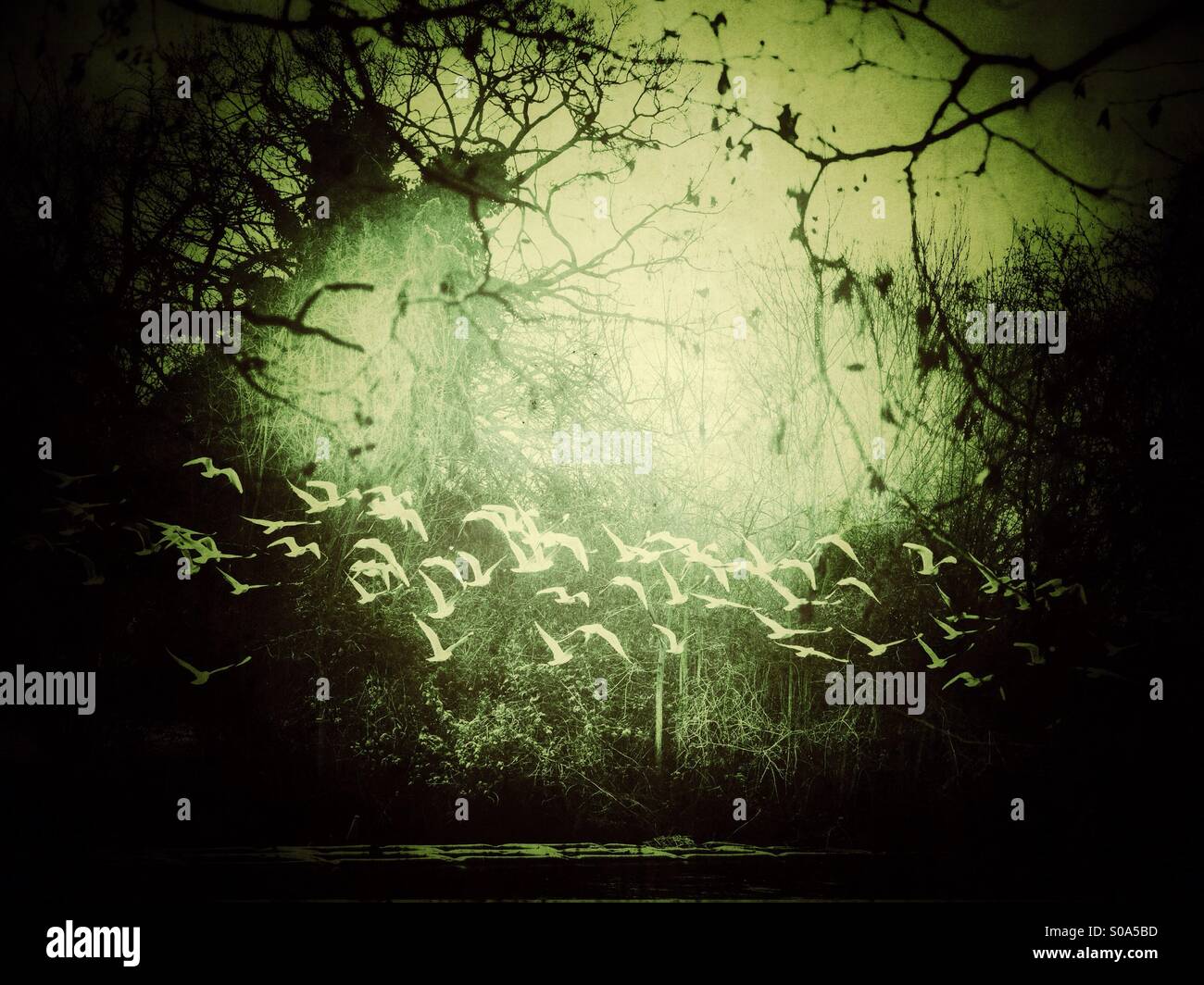 Birds in flight over a lake - Smartphone Captured Stock Image