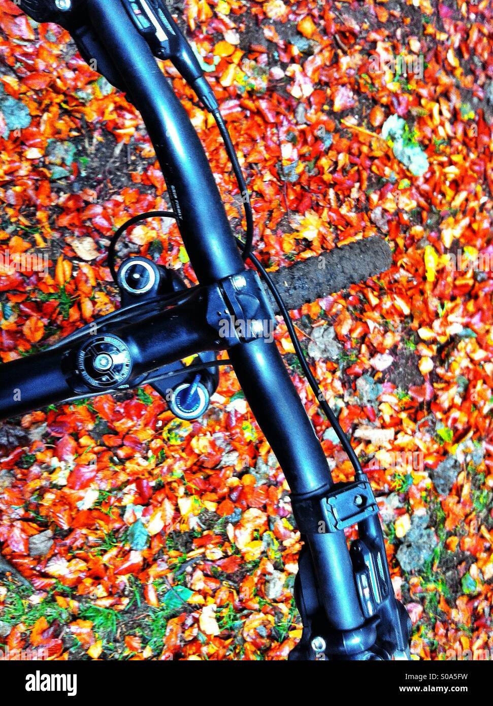 Overhead shot of mountain bike handlebars and autumn leaves on ground. - Smartphone Captured Stock Image