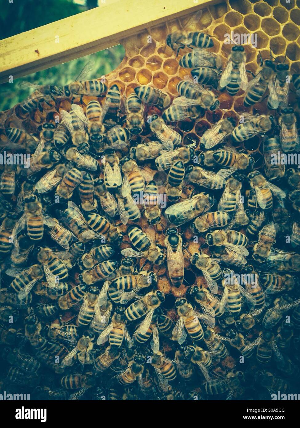 Honey bee queen surrounded by worker bees on a honeycomb frame. Stock Photo