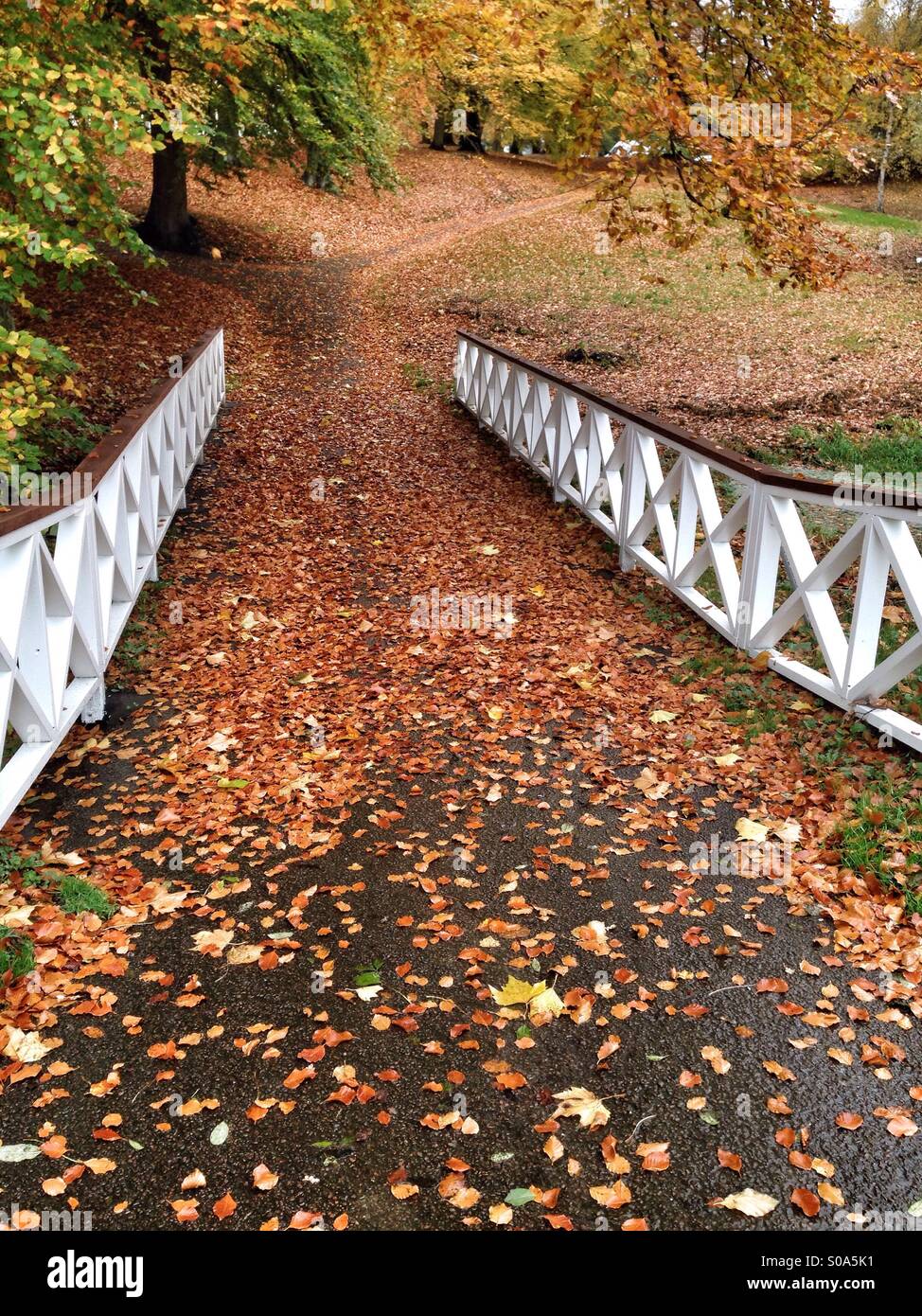Autumn scene, path in a park covered with brown and yellow tree leaves, passing through a wood bridge, under trees full of autumn colors, university park, Aarhus, Jutland peninsula, Denmark - Smartphone Captured Stock Image