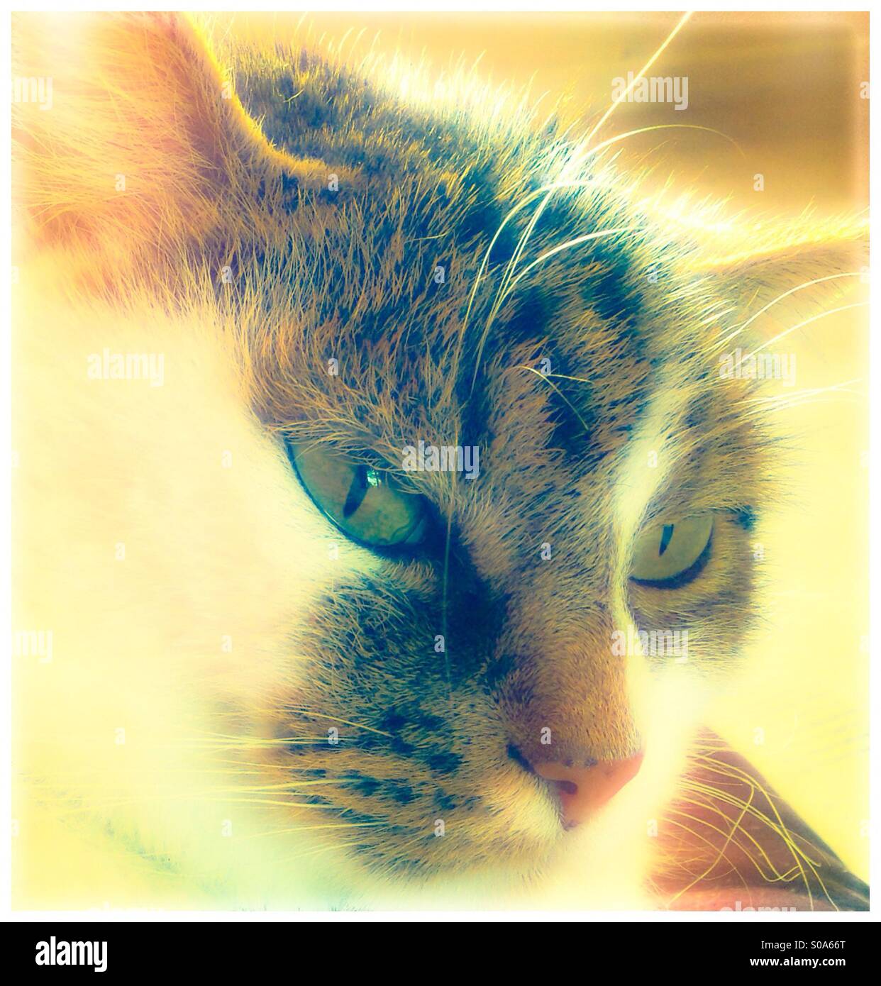 Dreamy Cat . Cats whiskers. Stock Photo