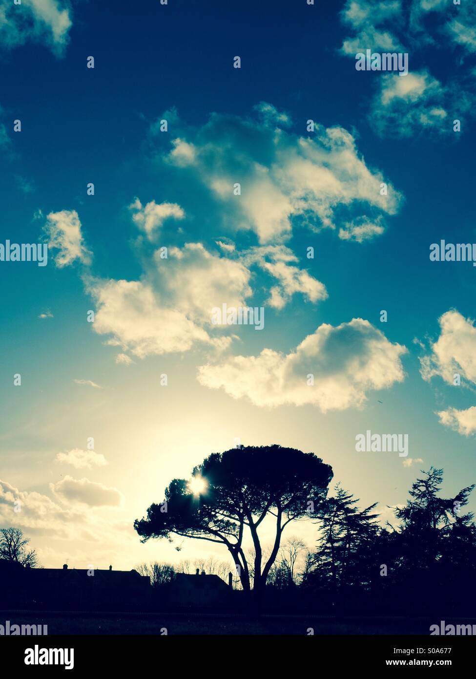 Tree silhouette in blue sky - Smartphone Captured Stock Image