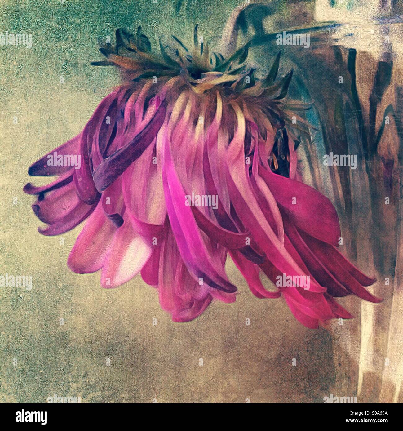Drooping flower in Pink Stock Photo Alamy