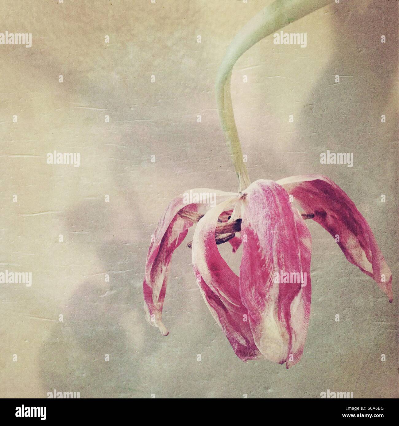 Drooping tulip hires stock photography and images Alamy