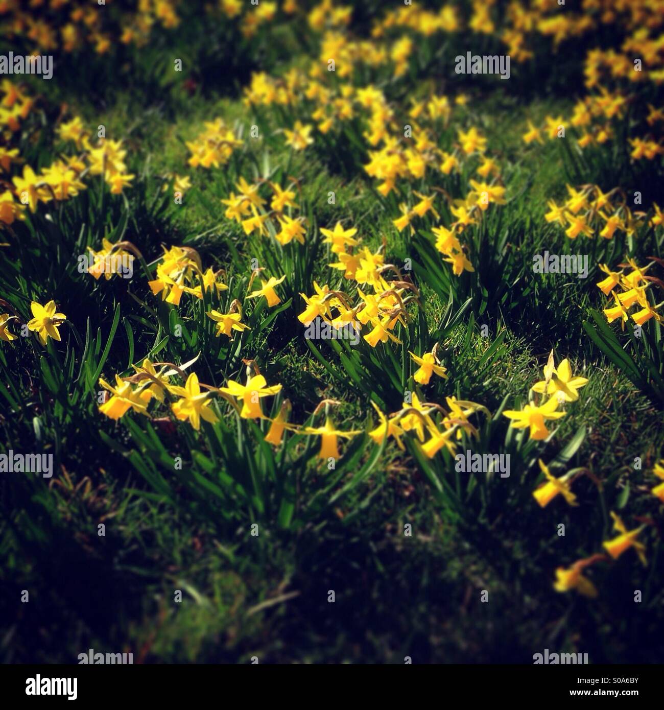 Miniature daffodils Stock Photo Alamy