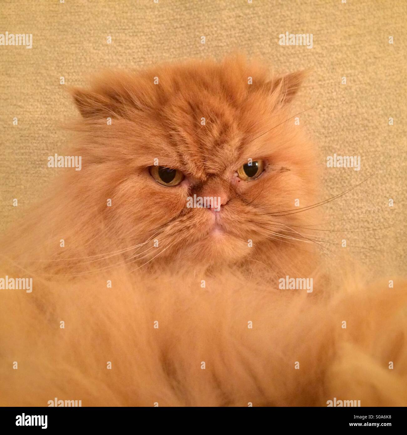 A ginger Persian cat looking defensive Stock Photo Alamy