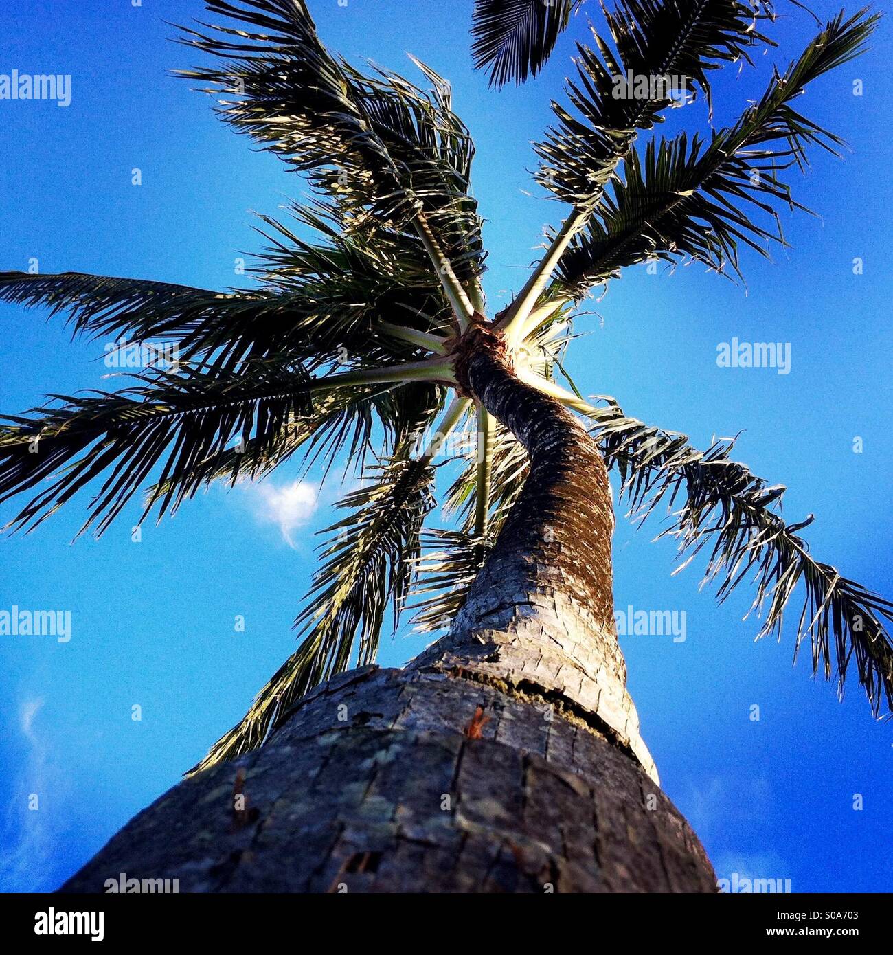 Looking up a palm tree. Princeville Kauai, Hawaii USA. Stock Photo