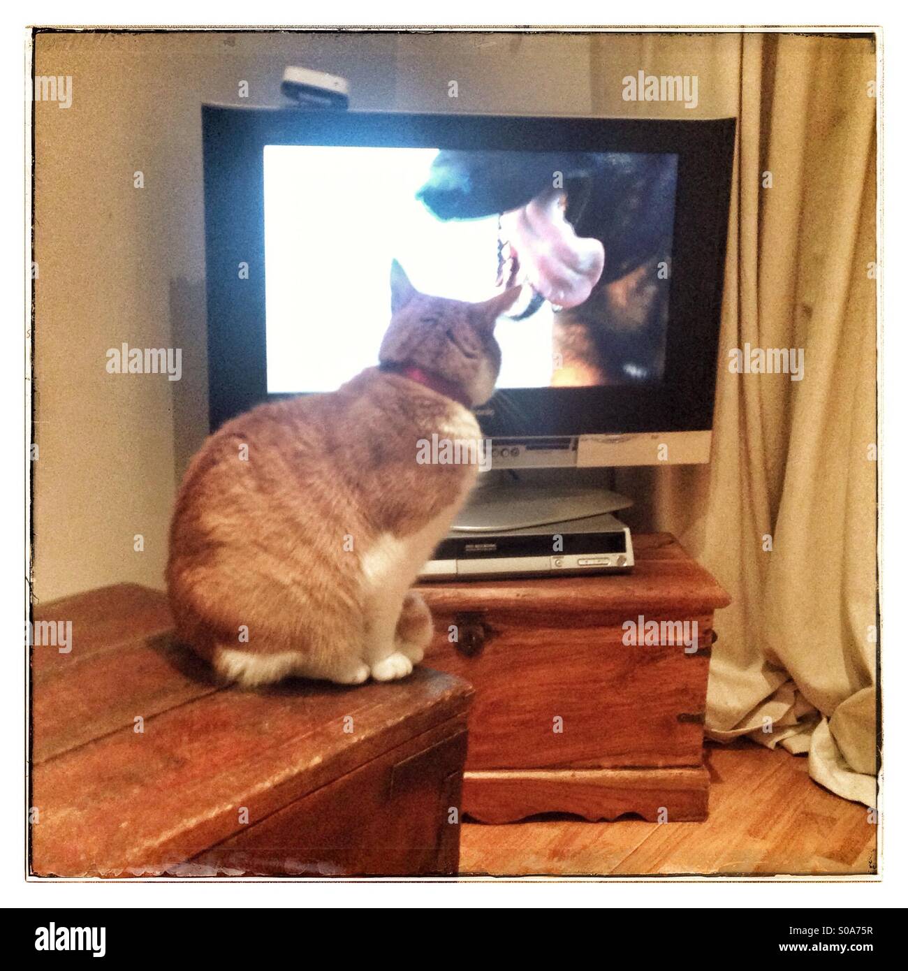 Ginger Tom cat watching television Stock Photo
