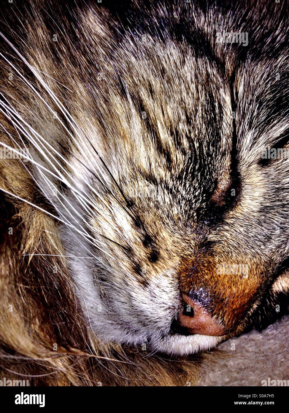 Domestic tabby cat sleeping Stock Photo