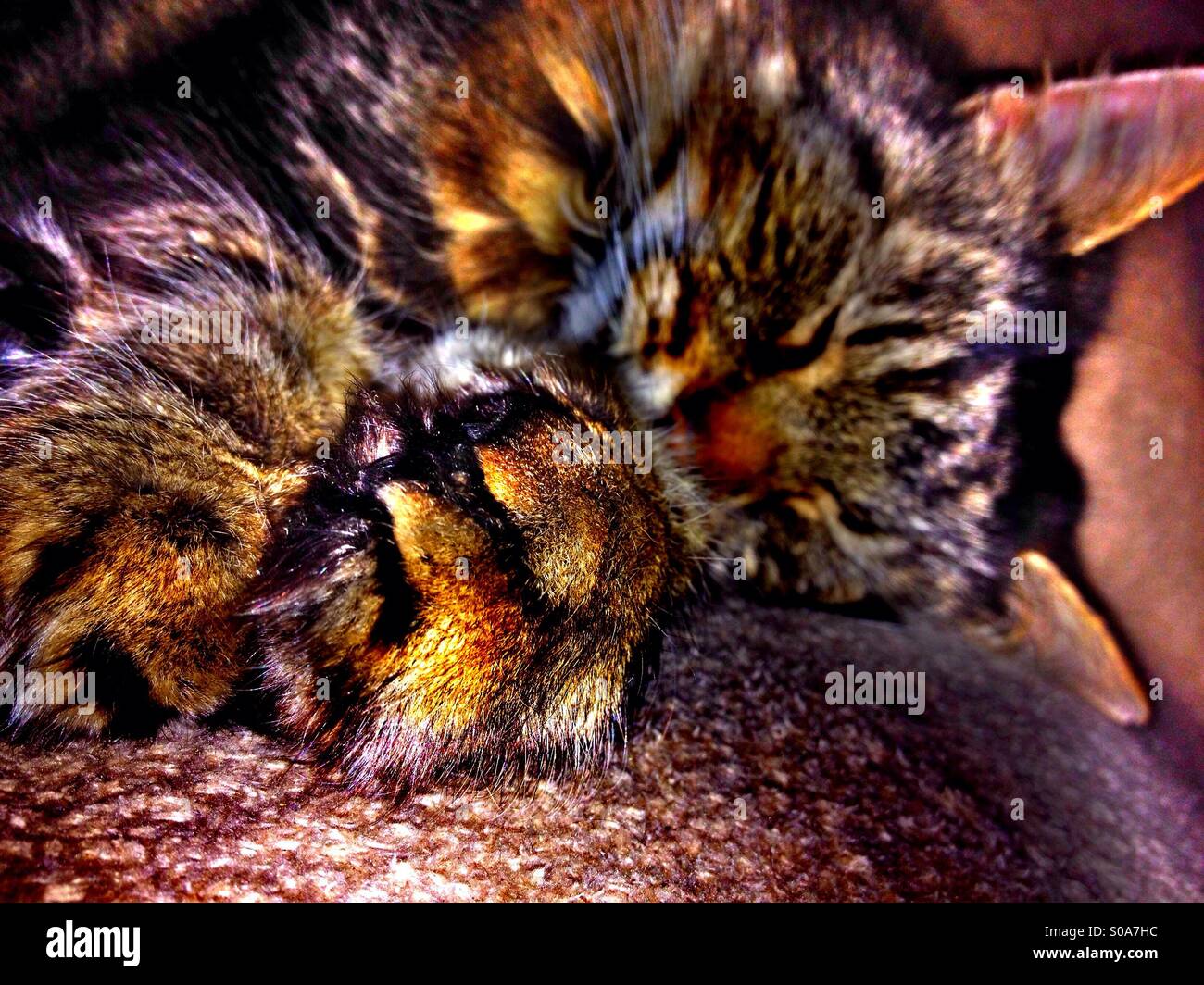 Domestic tabby cat sleeping with outstretched paws - Smartphone Captured Stock Image