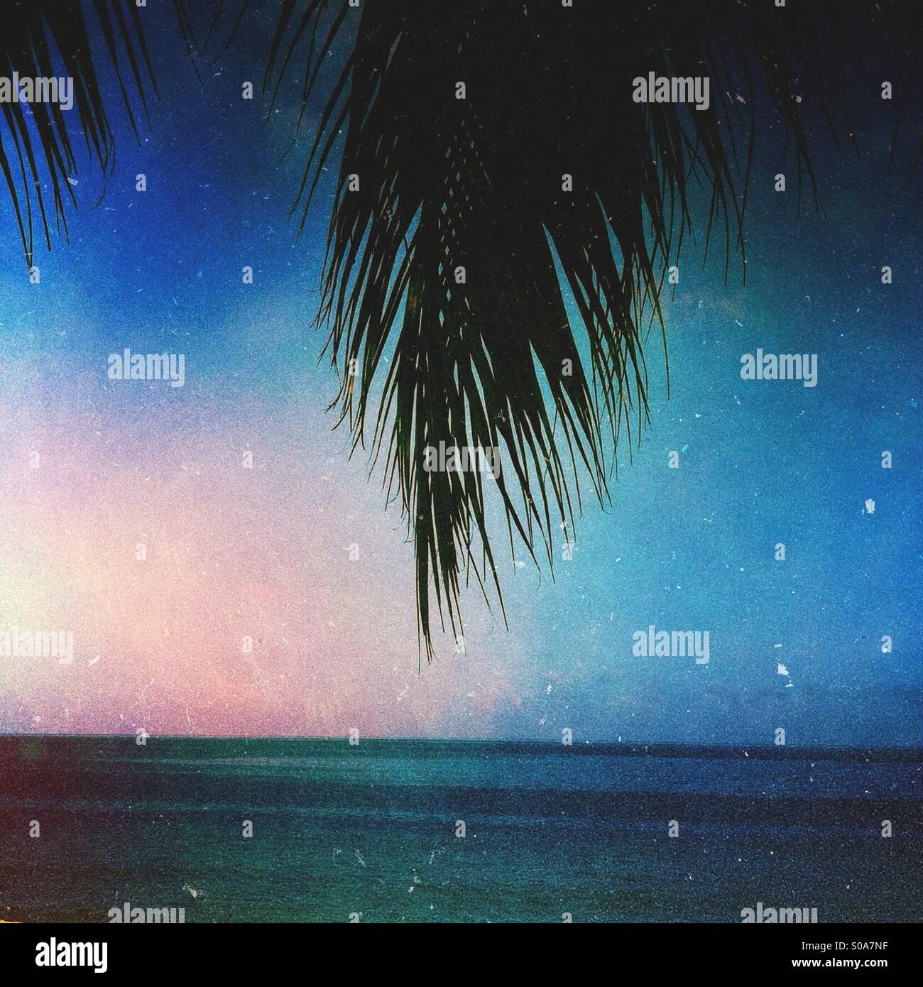 Palm tree overhanging ocean Stock Photo Alamy