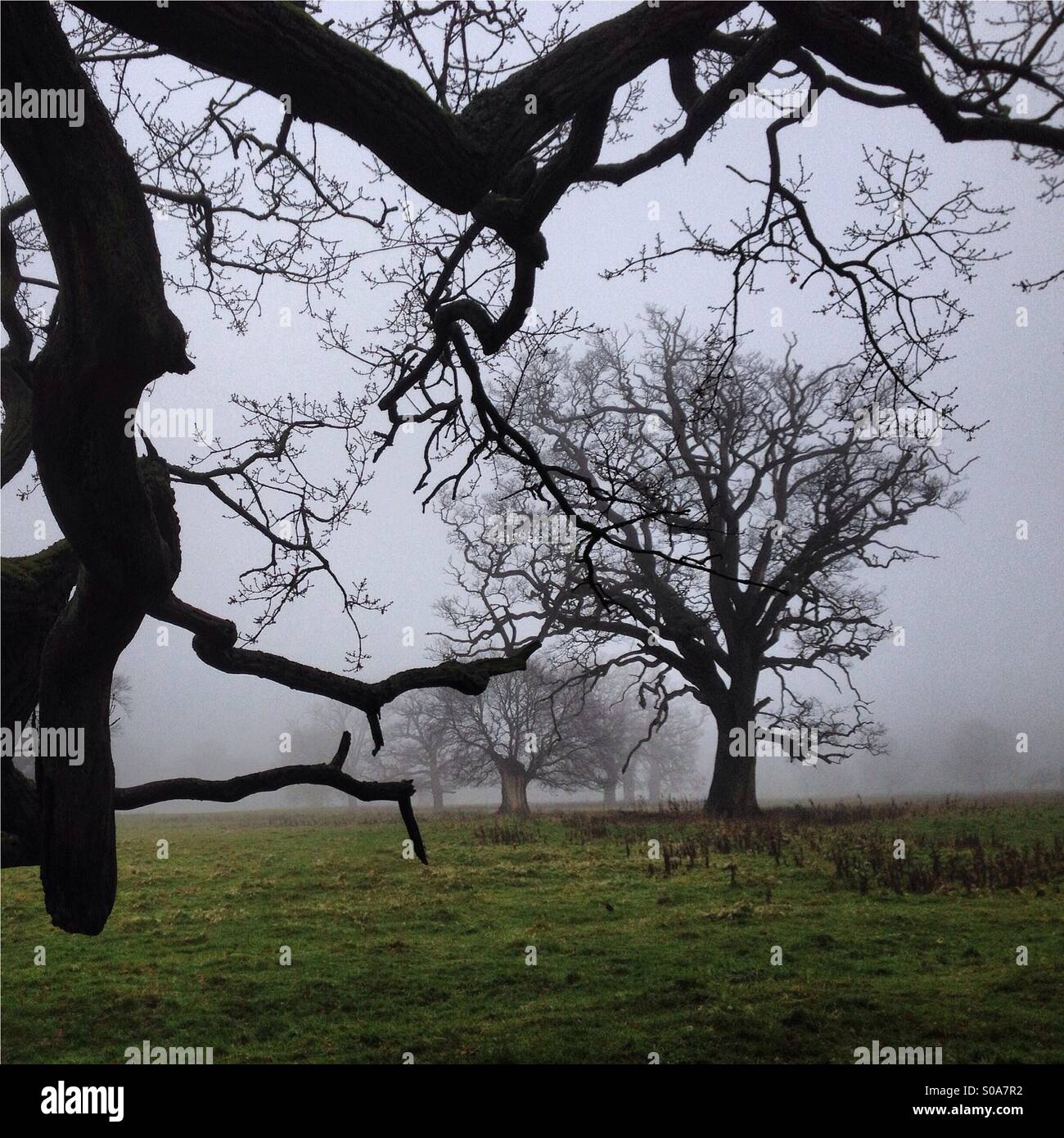 Oak trees in a winters day, England, UK Stock Photo - Alamy