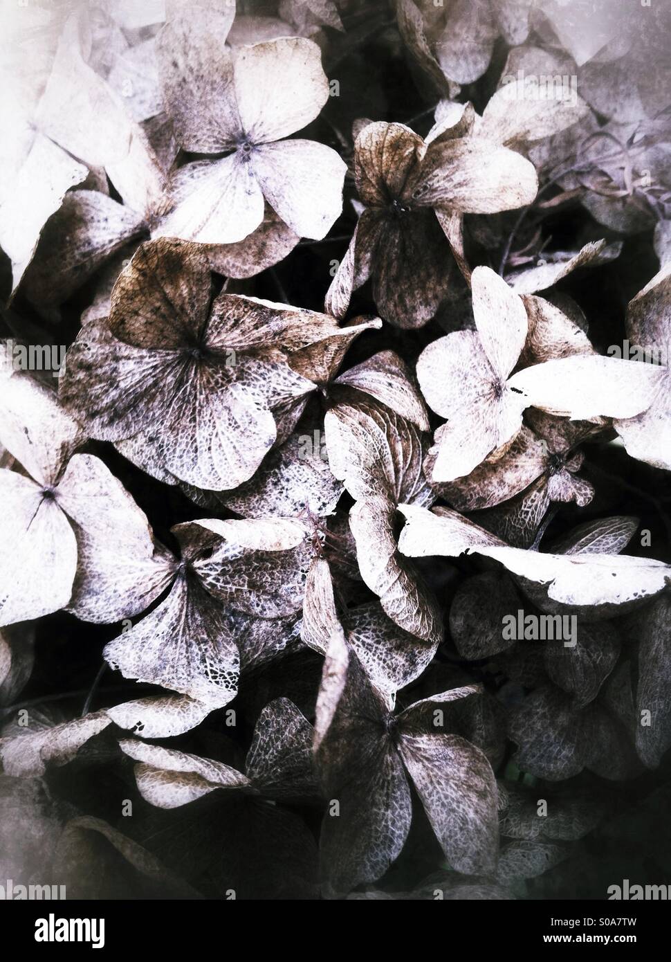 dried hydrangea hortensis blossom Stock Photo