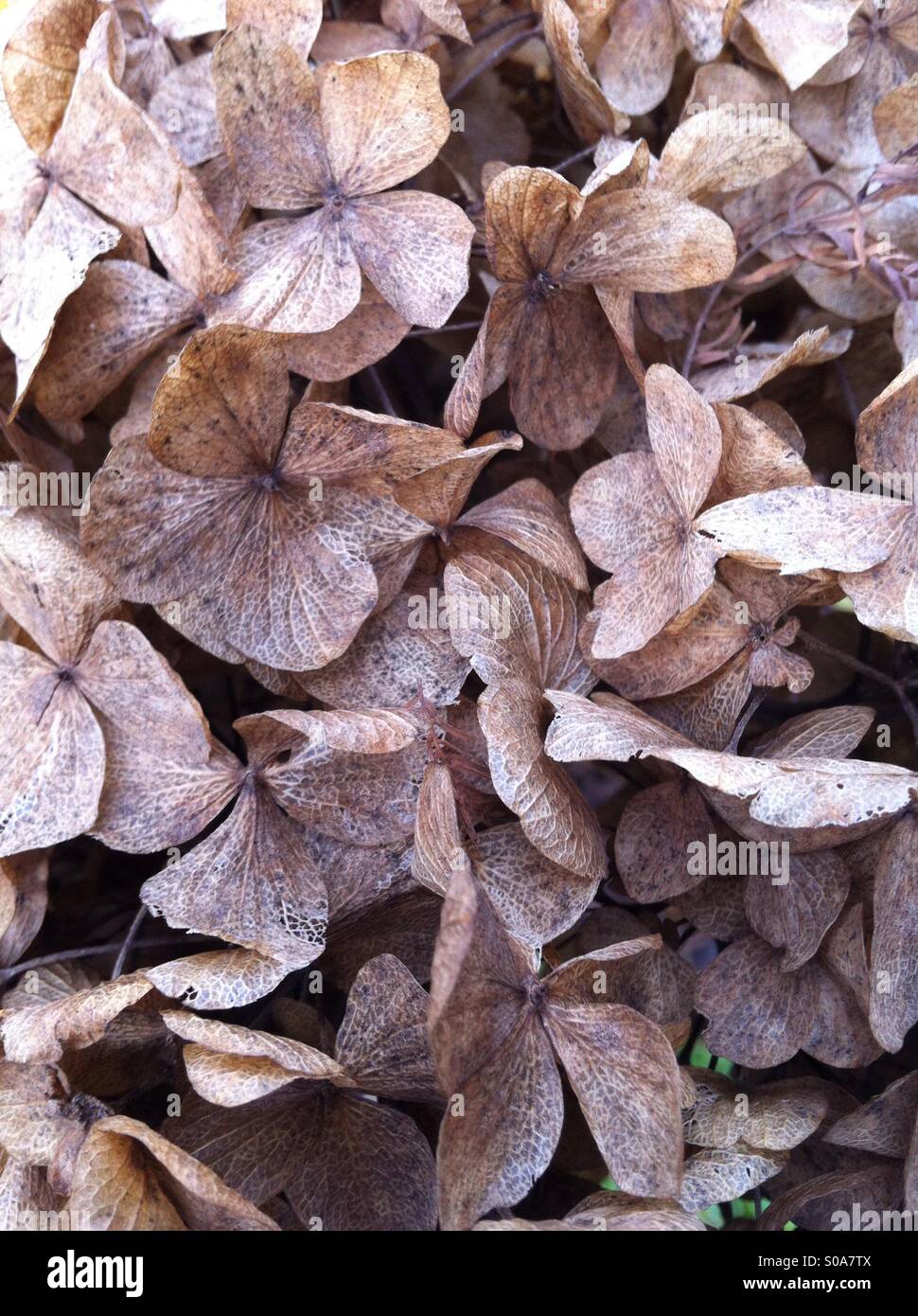dried hydrangea hortensis petals Stock Photo