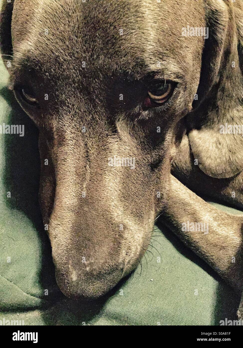Weimaraner dog lying down with a sad look on its face Stock Photo