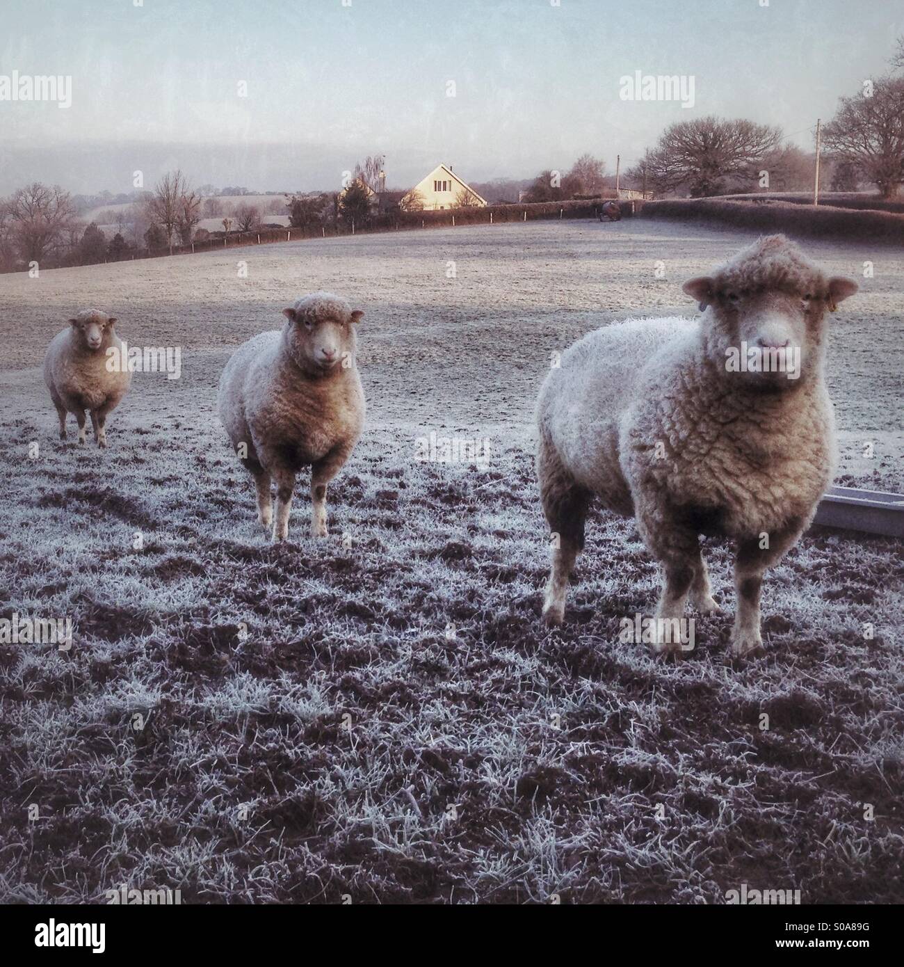 Cool sheep in Devon - Smartphone Captured Stock Image