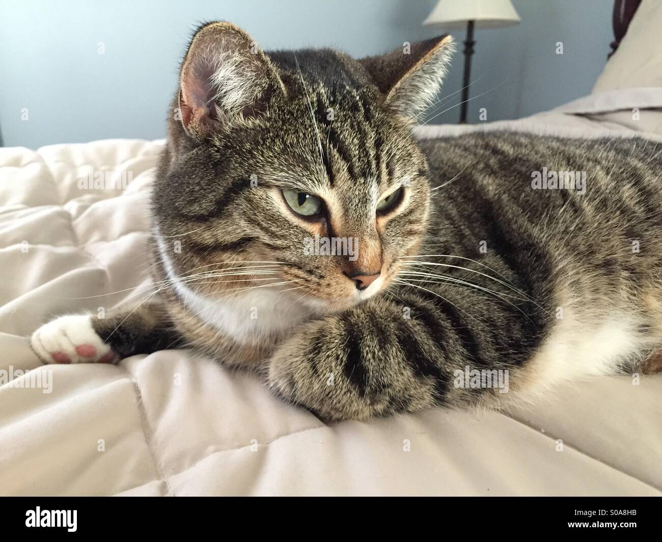 Tabby cat Stock Photo