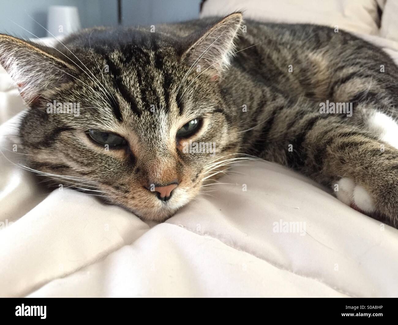 Bored Tabby Cat lying on the bed Stock Photo