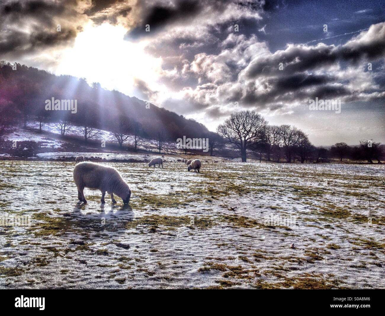Sheep grazing on snow covered field at Rivington in Lancashire - Smartphone Captured Stock Image