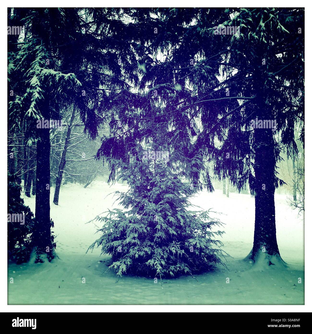 Snow covered hemlock tree Stock Photo