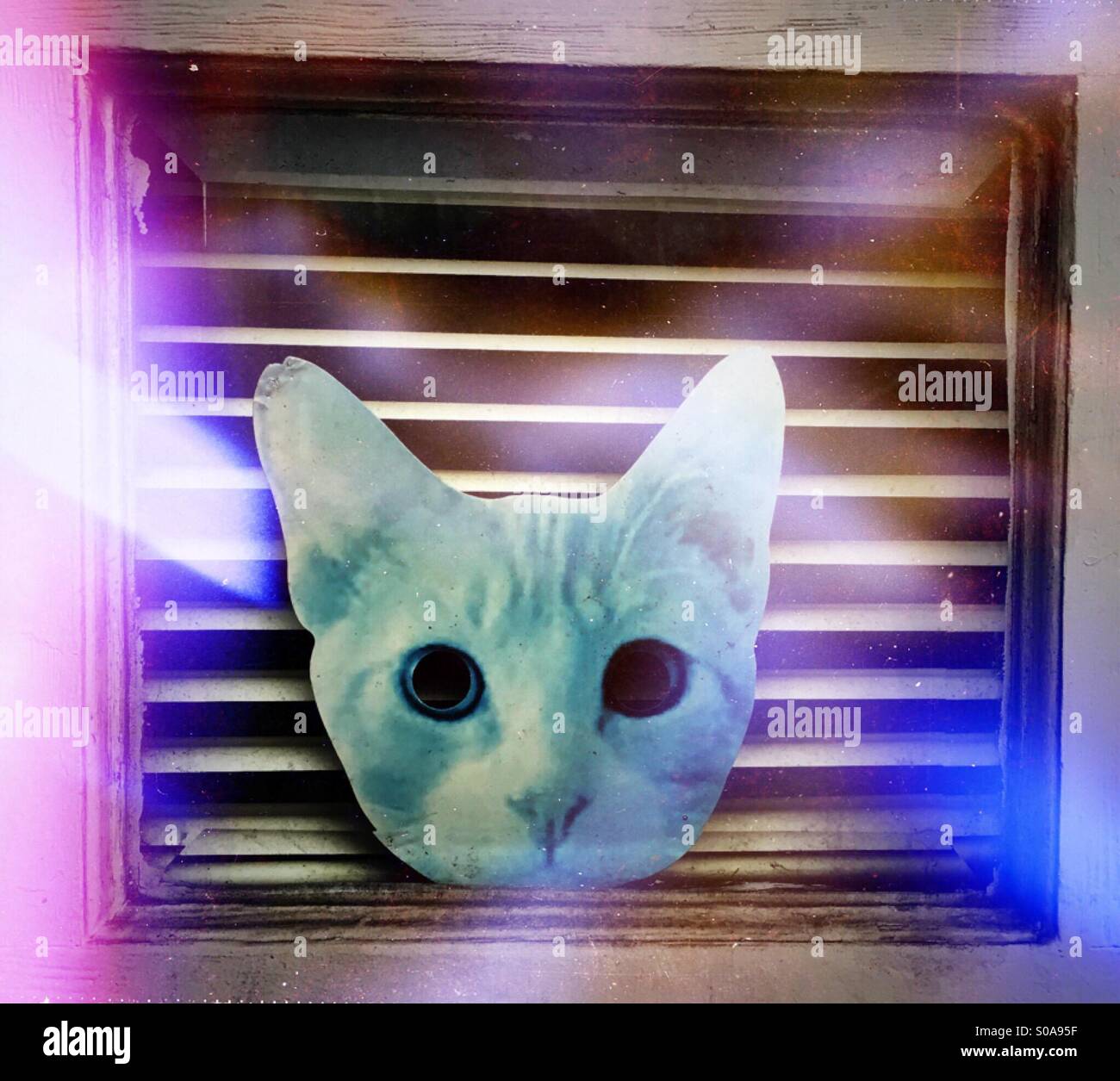 Spaced out cat head in an SF door Stock Photo