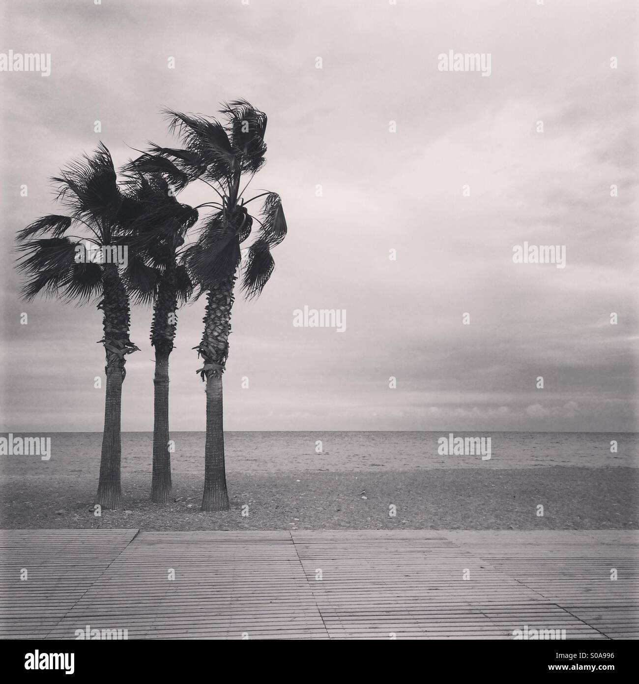 Wind blowing at the beach, moving three palmtrees Stock Photo