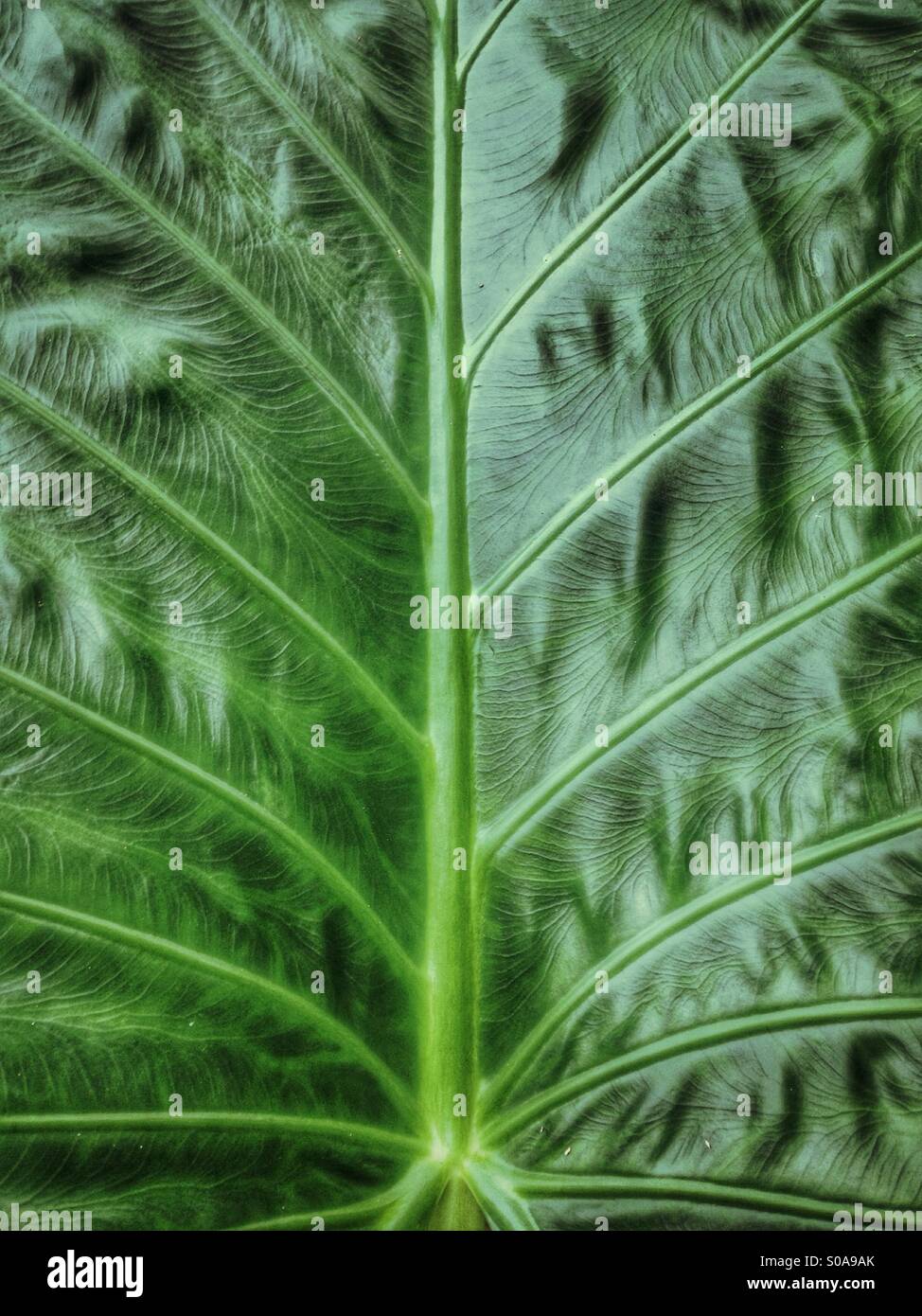 Close-up of a leaf. - Smartphone Captured Stock Image