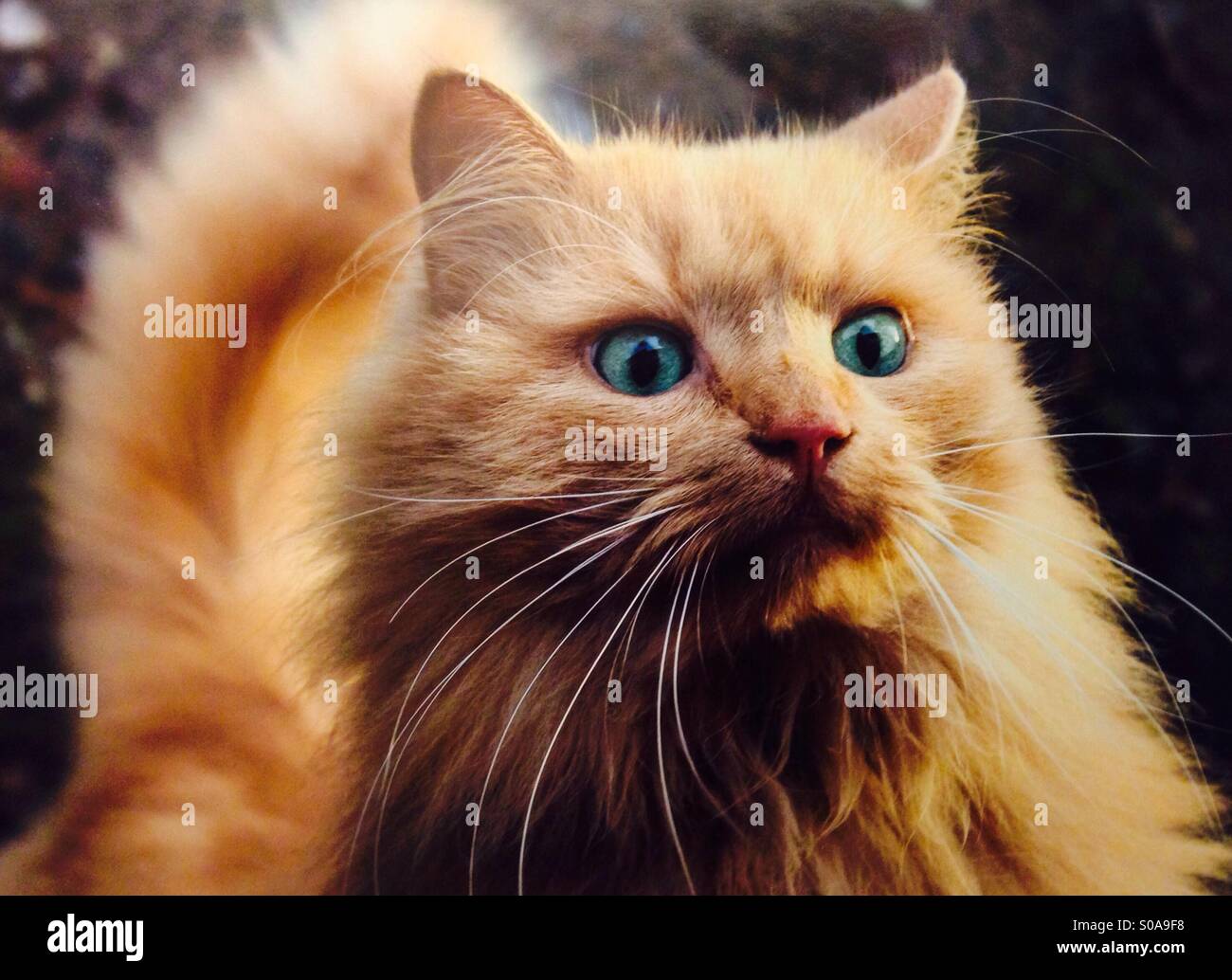 Crazy Cat Stock Photo